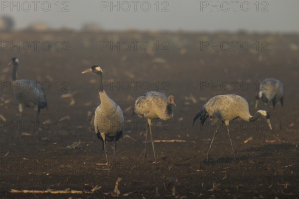 Cranes stand in a quiet brown field at dawn, Crane (Grus grus) wildlife, Western Pomerania Lagoon