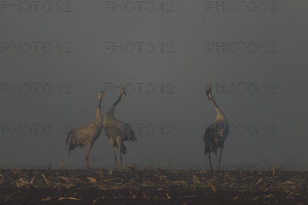 Three cranes courtship in morning fog in a field, crane (Grus grus) wildlife, Western Pomerania