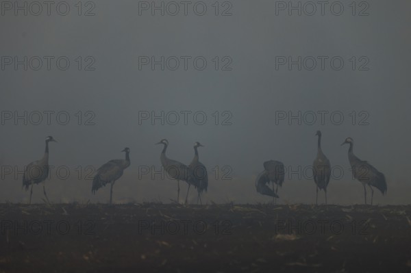 Silhouettes of cranes in fog at dawn in a field, crane (Grus grus) wildlife, Western Pomerania
