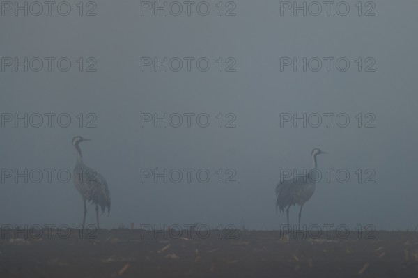 Two cranes standing in a field in thick fog, Crane (Grus grus) wildlife, Western Pomerania Lagoon