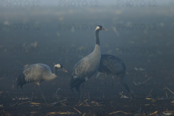 Three cranes stand still in a foggy field at dawn, Crane (Grus grus) wildlife, Western Pomerania