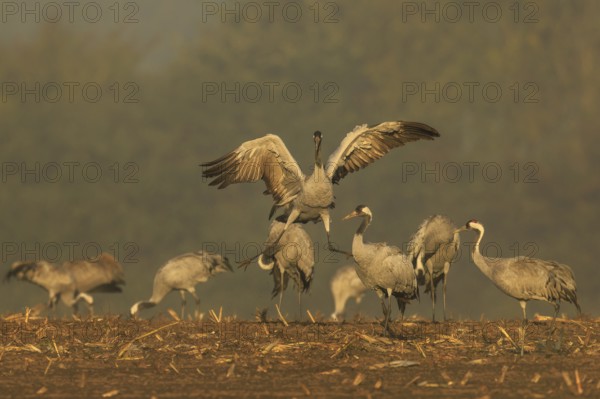 Cranes, one in the middle raising its wings, crane (Grus grus) wildlife, Western Pomerania Lagoon