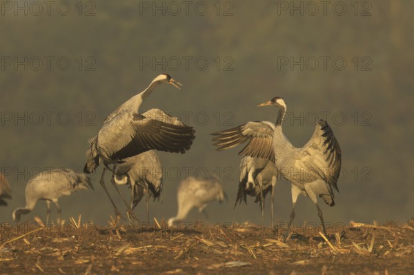 Two cranes seem to be challenging each other, standing side by side, crane (Grus grus) wildlife,