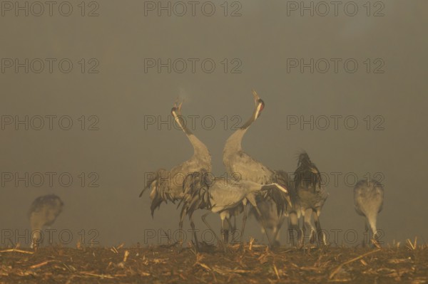 Two cranes dance with raised wings in a foggy atmosphere, crane (Grus grus) wildlife, Western