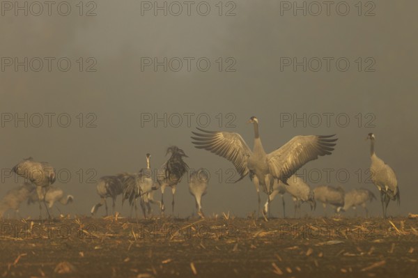 Group of cranes with spread wings at foggy dawn, crane (Grus grus) wildlife, Western Pomerania