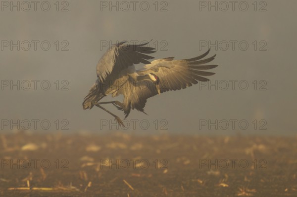 A crane flies with spread wings through the foggy morning, crane (Grus grus) wildlife, Western
