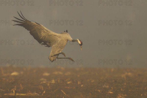 A crane hovers above the ground in a foggy autumn scene, Crane (Grus grus) wildlife, Western