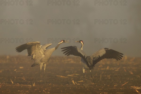Two cranes talking with spread wings in a foggy atmosphere, crane (Grus grus) wildlife, Western