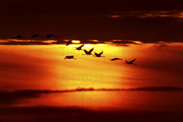 Flock of birds flying against a dramatic sunset backdrop, crane (Grus grus) wildlife, Western