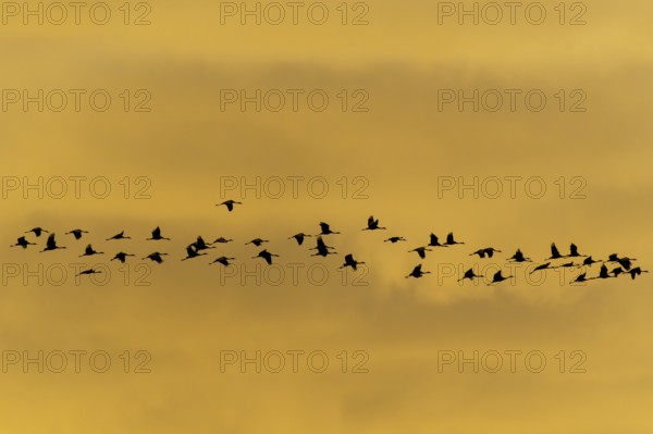 Flock of birds at sunset, calm atmosphere, crane (Grus grus) wildlife, Western Pomerania Lagoon