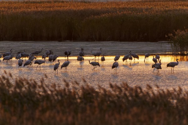 Cranes stand in water at dusk, surrounded by reeds, crane (Grus grus) wildlife, Western Pomerania