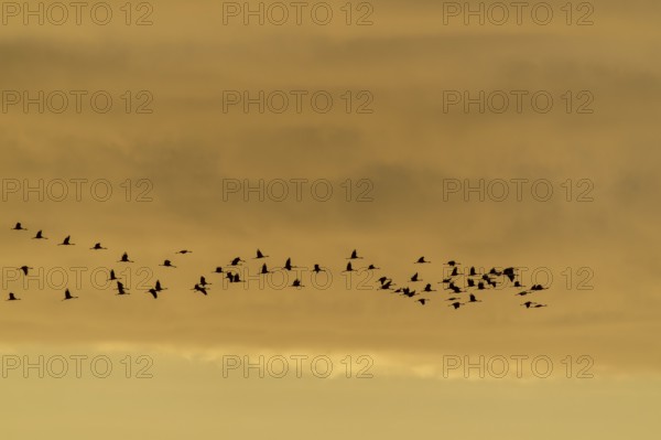 Flock of birds in the sky at dusk, crane (Grus grus) wildlife, Western Pomerania Lagoon Area