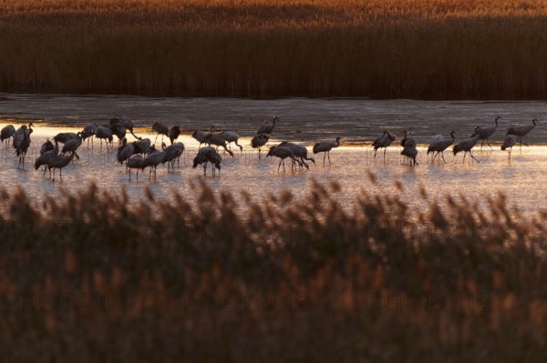Cranes standing in water surrounded by reeds in the evening, crane (Grus grus) wildlife, Western
