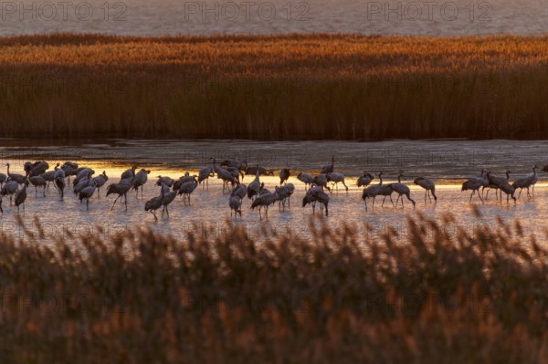Cranes on water at dusk with reeds, crane (Grus grus) wildlife, Western Pomerania Lagoon Area