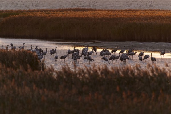 Large group of cranes on the water at sunset, crane (Grus grus) wildlife, Western Pomerania Lagoon