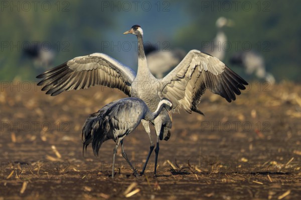Cranes land in a field with open wings, crane (Grus grus) wildlife, Western Pomerania Lagoon Area