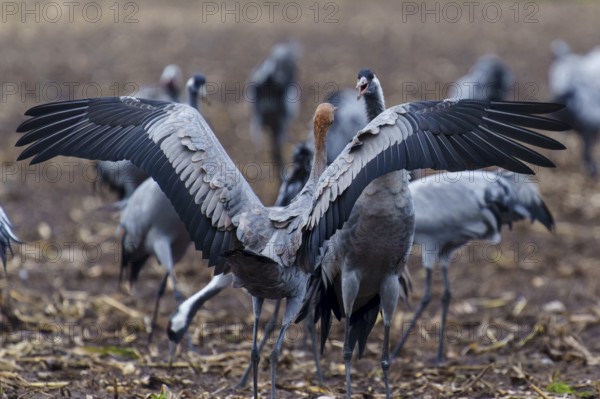 Cranes present their wings grouped in a field, crane (Grus grus) wildlife, Western Pomerania Lagoon