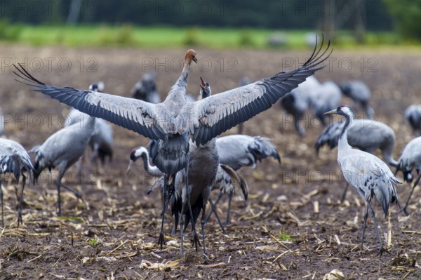 Cranes spread wings in an autumnal field, crane (Grus grus) wildlife, Western Pomerania Lagoon Area