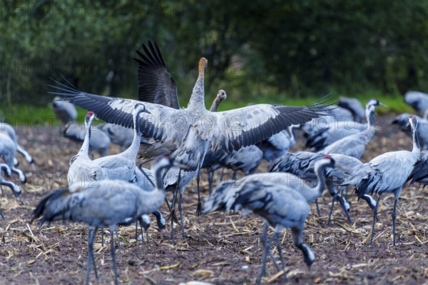 Cranes with spread wings in a field in autumn, crane (Grus grus) wildlife, Western Pomerania Lagoon