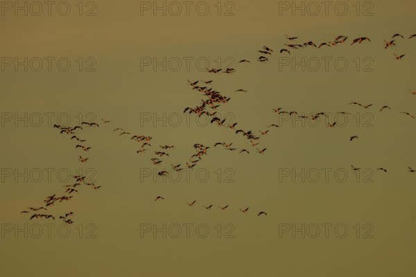 Large flock of birds roaming the sky in harmonious formation, Crane (Grus grus) wildlife, Western