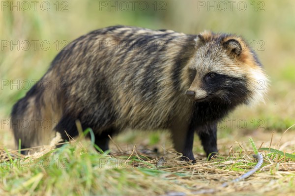 Raccoon dog standing alert in grass, surrounded by forest, raccoon dog, (Nyctereutes procyonoides),