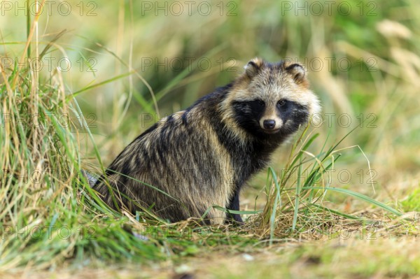 Raccoon dog looking carefully at the camera, environment of grass and forest, raccoon dog,