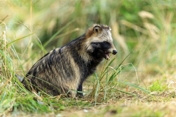 Raccoon dog sitting in grass surrounded by natural forest environment, raccoon dog, (Nyctereutes