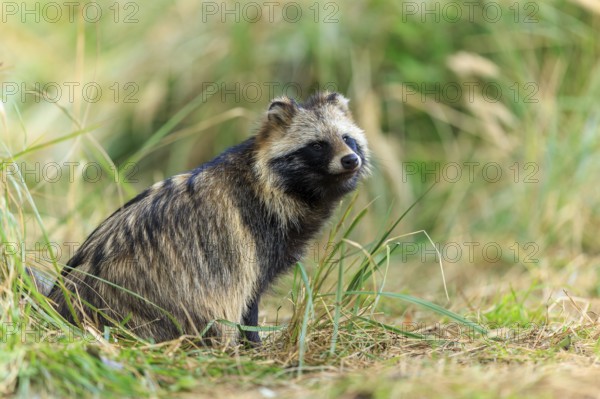 A raccoon dog looks out to the side surrounded by grass in nature, raccoon dog, (Nyctereutes