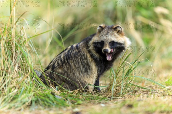 A raccoon dog sits sideways in the grass and opens its snout slightly, raccoon dog, (Nyctereutes