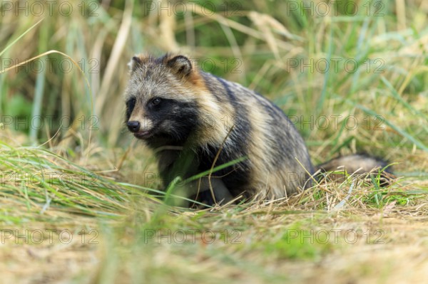 A raccoon dog sits attentively on the ground, surrounded by grass, raccoon dog, (Nyctereutes