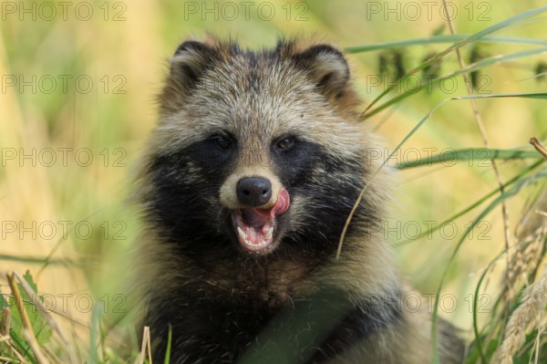 A raccoon dog shows its tongue and sits attentively in the grass, raccoon dog, (Nyctereutes