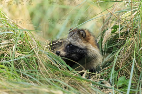 A raccoon dog looks curiously out of a grass hideaway in nature, raccoon dog, (Nyctereutes
