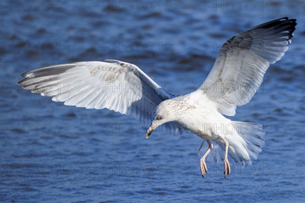 A seagull flies low above water with widely spread wings, herring gull (Larus argentatus) wildlife,