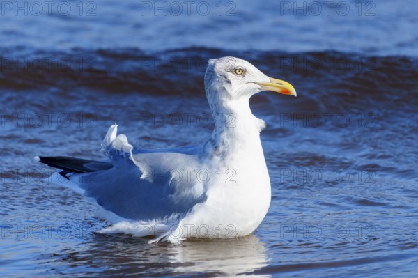 A seagull stands in shallow sea water against a blue background, herring gull (Larus argentatus)