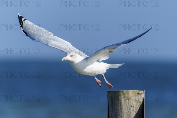 A seagull flies off a wooden post across the blue sea, herring gull (Larus argentatus) wildlife,