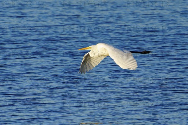 A heron flies across a blue lake under a clear sky, great egret (Ardea alba, syn.: Casmerodius