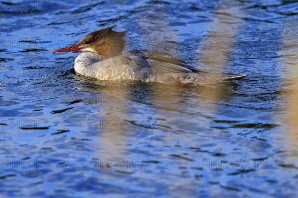A duck bird swims on a blue body of water surrounded by nature, goose sanders (Mergus merganser),