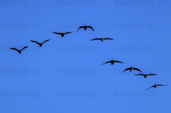 Eight cormorants fly in an arc formation in the blue sky, cormorant, (Phalacrocorax carbo),