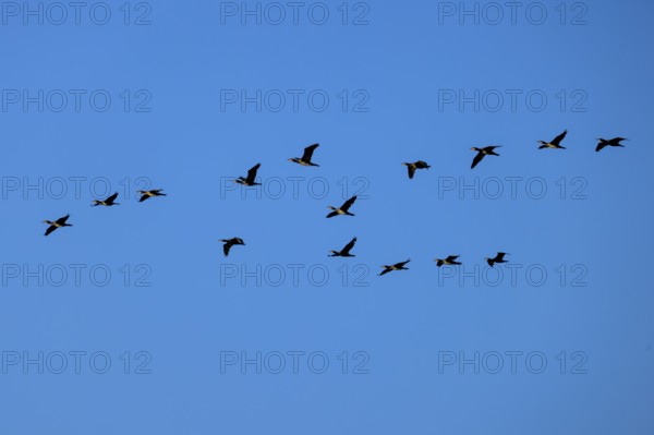 A larger group of cormorants flying in formation in the blue sky, cormorant, (Phalacrocorax carbo),