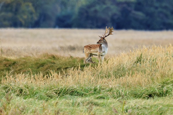 A deer stands in a meadow with tall grass in front of a forest edge in autumn, fallow deer (Dama