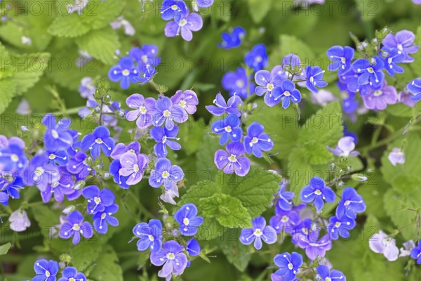 Gamander Speedwell (Veronica chamaedrys), loyal to men, blossoms in a deciduous forest, blue