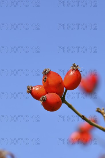 Ripe rose hip fruit (Rosa canina) on a branch, against a blue sky, Wilnsdorf, North