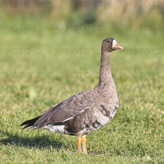 Coot goose (Anser albifrons), standing in a meadow in the wintering area, wildlife, Bislicher Insel