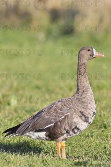 Coot goose (Anser albifrons), standing in a meadow in the wintering area, wildlife, Bislicher Insel