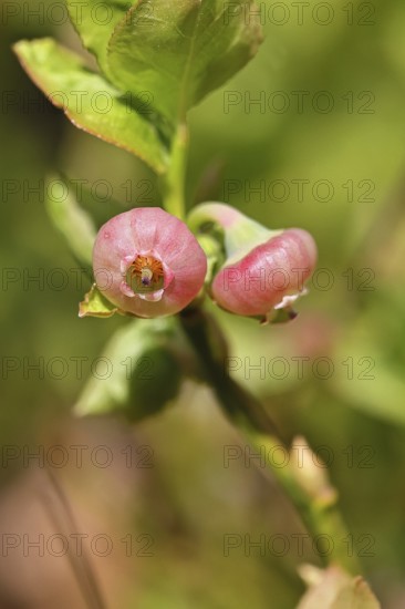 European blueberry, blueberry, wild blueberry (Vaccinium myrtillus), close-up of flowers,