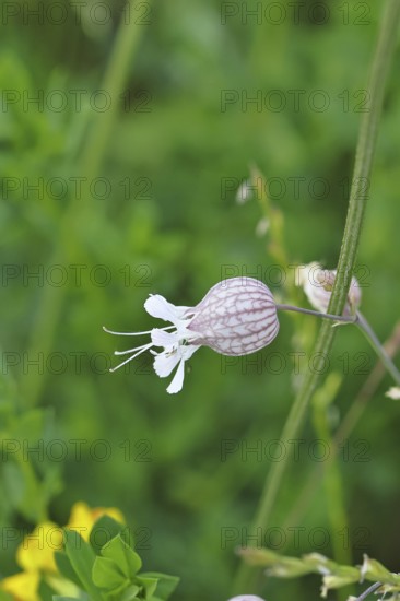 Dove Crop Leimkraut, Inflated Leimkraut or Common Leimkraut (Silene vulgaris), Blüte, Wilnsdorf,