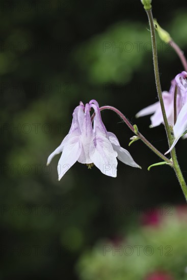 Common columbine (Aquilegia vulgaris), white flower on the edge of the forest, dark background,
