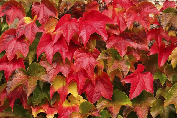 Wild wine leaves glowing in autumn colors, October, Germany