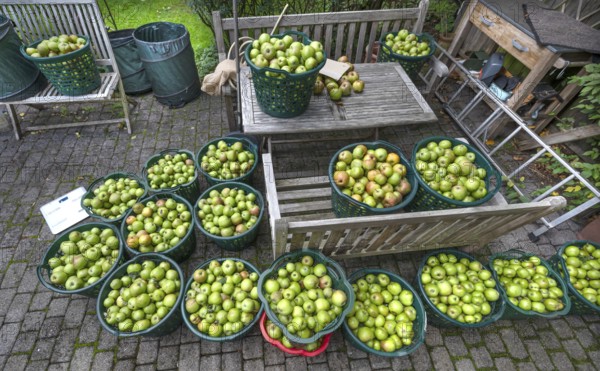 Apple earns (Malus), apples collected in baskets, Lauf an der Pegnitz, Middle Franconia, Bavaria,
