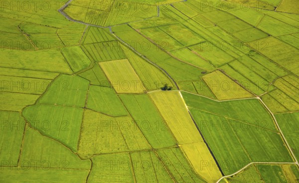 Fields in the polder land, drainage ditches in the marshes, green landscape, Bunde unified